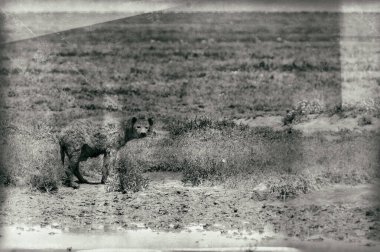 Genç bir Afrikalı Amerikan geyiğinin siyah beyaz fotoğrafı.