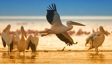 Kenya 'daki Nakuru Gölü' nde beyaz pelikanlar, Doğu Afrika
