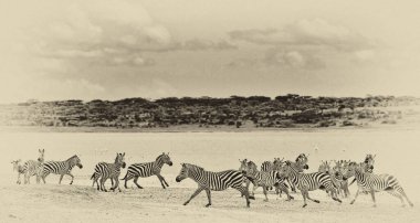 Zebras in the Serengeti National Park, Tanzania clipart
