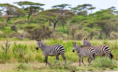 Zebralar Serengeti Milli Parkı, Tanzanya 'da