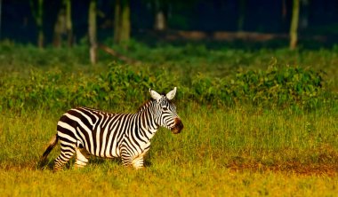 Kenya Nakuru Milli Parkı 'nda zebra var.
