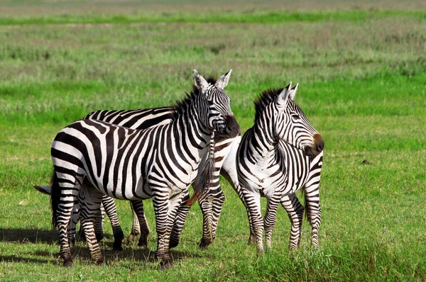 Zebry Parku Narodowym Serengeti Tanzania — Zdjęcie stockowe