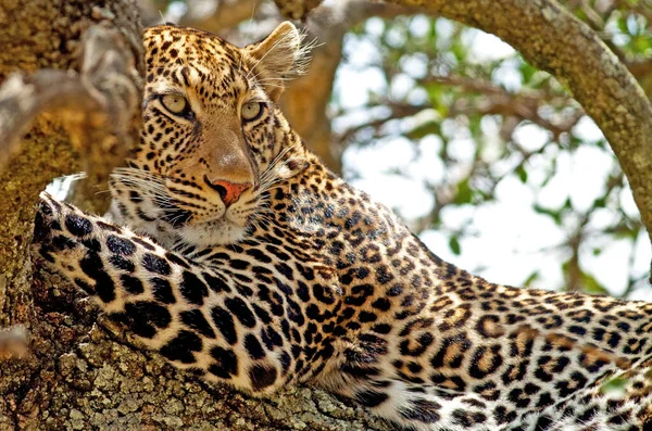 Leopard Maasai Mara Nationalpark Kenia — Stockfoto