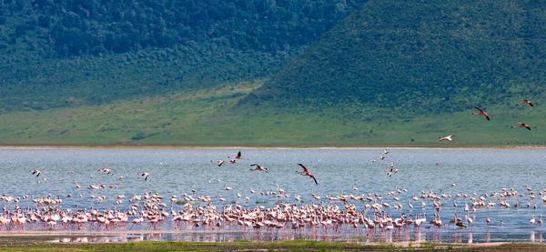 Flamingot Ngorongoron Kraatterissa Tansaniassa — kuvapankkivalokuva