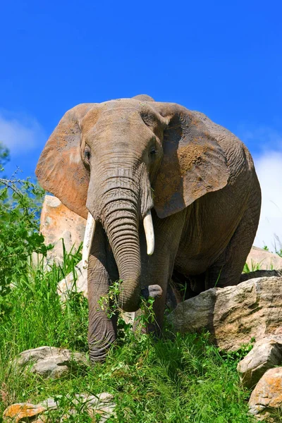 Elefantes Africanos Parque Nacional Kruger África Sul — Fotografia de Stock