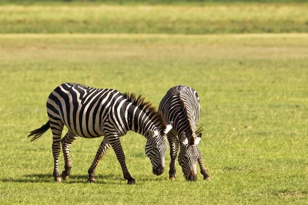 Зебры Национальном Парке Серенгети — стоковое фото