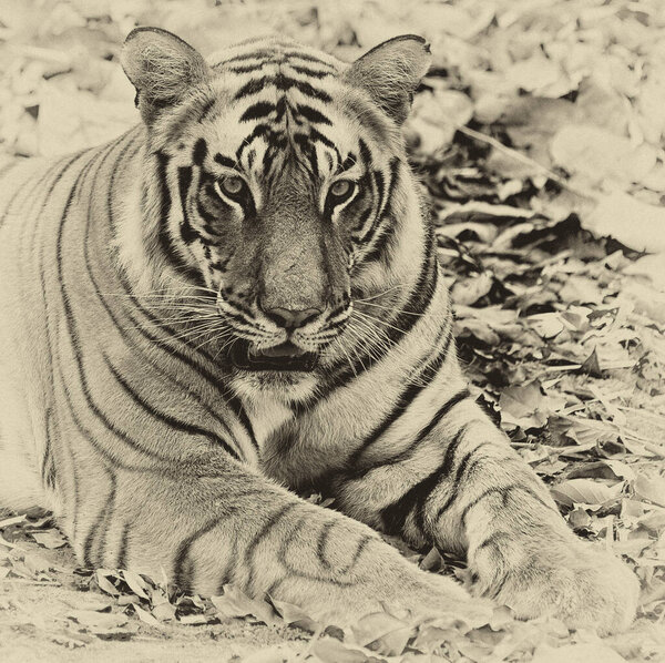 Large male Bengal tiger in Bandhavgarh National Park, India