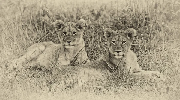Африканські Леви Національному Парку Масаї Мара Кенія — стокове фото