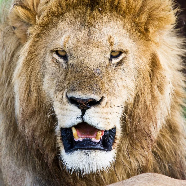 Leão Parque Nacional Serengeti Tanzânia — Fotografia de Stock