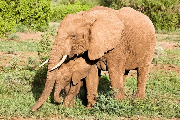Elefantes Africanos Parque Nacional Kruger Sudáfrica — Foto de Stock