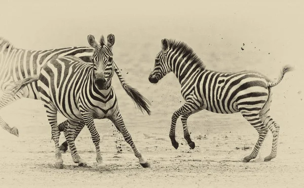 Zebras Parque Nacional Serengeti Tanzânia — Fotografia de Stock