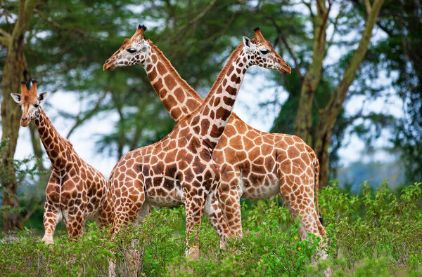 giraffes in the Nakuru National Park, Kenya