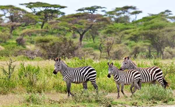 Zebry Parku Narodowym Serengeti Tanzania — Zdjęcie stockowe