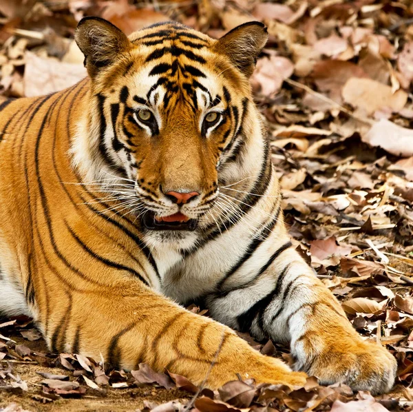 Tigre Del Bengala Nel Parco Nazionale Del Bandhavgarh India — Foto Stock