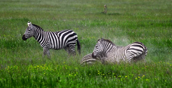 Zebras Taman Nasional Serengeti Tanzania — Stok Foto