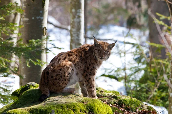 Euraziatische Lynx Lynx Lynx Het Nationalpark Bayerischer Wald Beieren Duitsland — Stockfoto