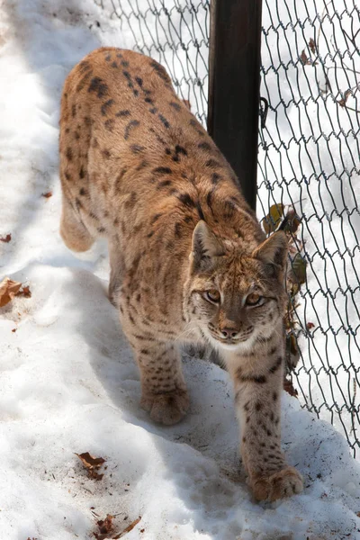 Lynx Eurasien Lynx Lynx Dans Parc National Forêt Bavaroise Nationalpark — Photo