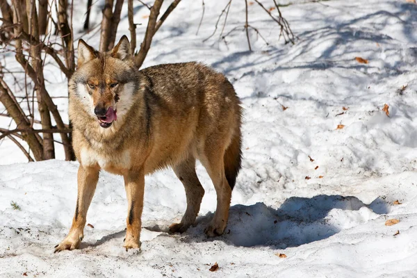 Bellissimo Lupo Delle Nevi Nella Foresta Invernale — Foto Stock