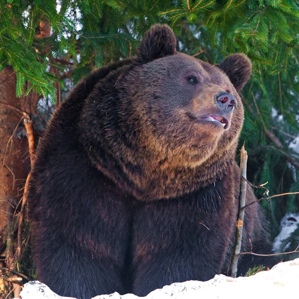 Medvědi Hnědí Ursus Arctos Národním Parku Bayerischer Wald Bayern Německo — Stock fotografie