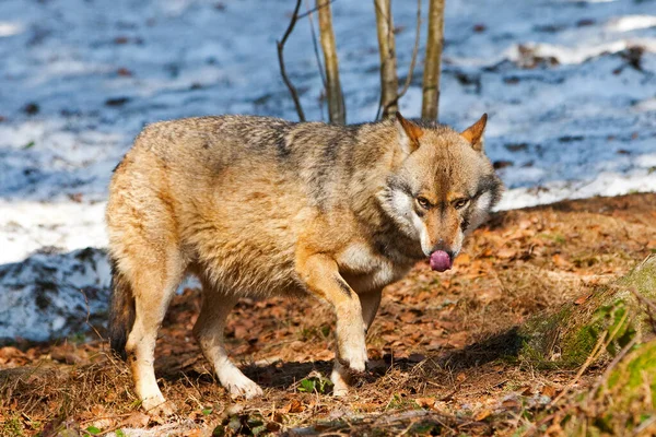 Lupo Nella Foresta — Foto Stock