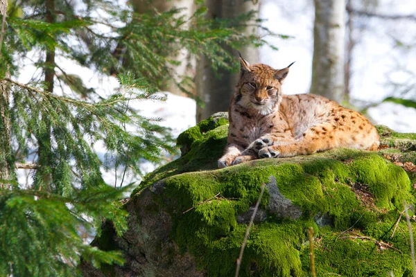 Een Mooie Opname Van Een Luipaard Het Bos — Stockfoto