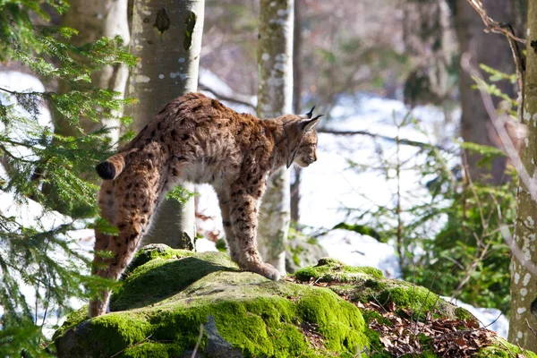 Beau Lynx Forêt — Photo