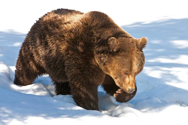 Ursos Castanhos Ursus Arctos Parque Nacional Bayerischer Wald Bayern Alemanha — Fotografia de Stock