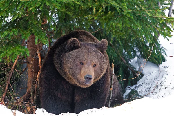 Osos Marrones Ursus Arctos Parque Nacional Bayerischer Wald Bayern Alemania —  Fotos de Stock