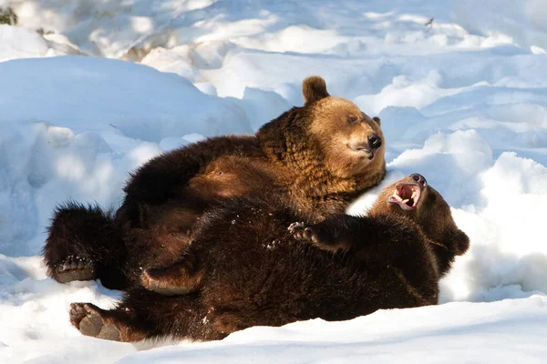 Brown Bears Ursus Arctos Bayerischer Wald National Park Bayern Germany — Stock Photo, Image