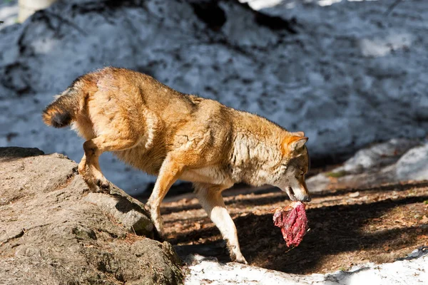 Eine Nahaufnahme Einer Süßen Katze — Stockfoto