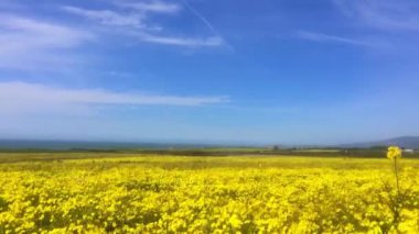Sarı çiçek açan kanola alanı. Tarım alanında mavi gökyüzü ile kolza tohumu