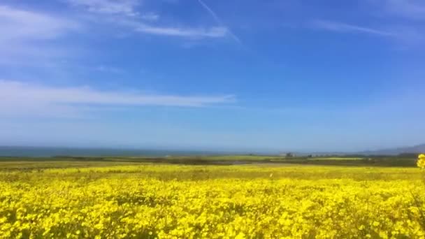 Gele Bloeiende Canola Veld Koolzaad Landbouw Met Blauwe Lucht — Stockvideo