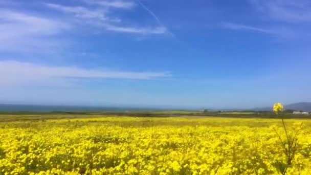 Żółte Kwitnące Pole Rzepaku Rzepak Polu Rolniczym Błękitnym Niebem — Wideo stockowe
