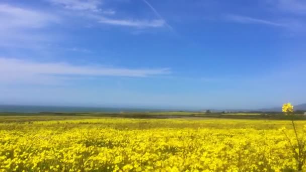 Gele Bloeiende Canola Veld Koolzaad Landbouw Met Blauwe Lucht — Stockvideo