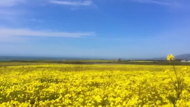 Campo Canola Amarelo Colza Campo Agrícola Com Céu Azul — Vídeo de Stock