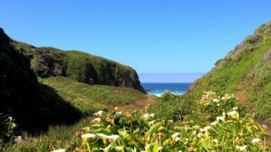 Pasifik Okyanusu Big Sur bölgesinde, Calla Lilly Vadisi, Kaliforniya, ABD