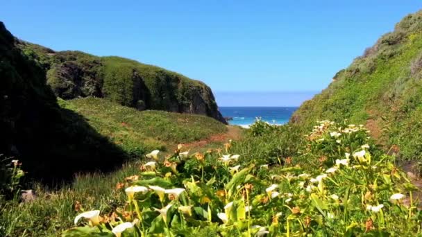 Océan Pacifique Dans Région Big Sur Calla Lilly Valley Californie — Video