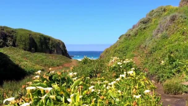Pasifik Okyanusu Big Sur Bölgesinde Calla Lilly Vadisi Kaliforniya Abd — Stok video