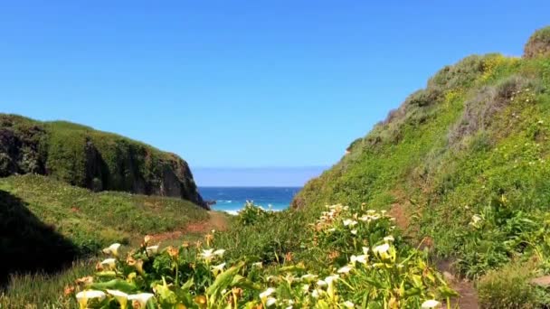 Océan Pacifique Dans Région Big Sur Calla Lilly Valley Californie — Video