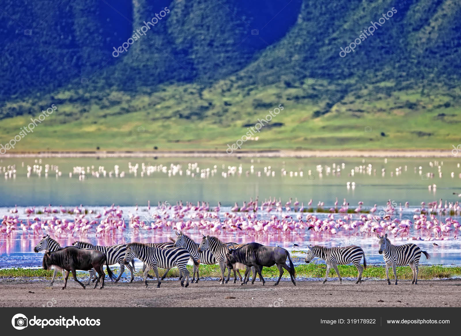탄자니아의 분화구에 얼룩말 보이는 플라밍고 — 스톡 사진 © palko72 #319178922, image size:1600x1167