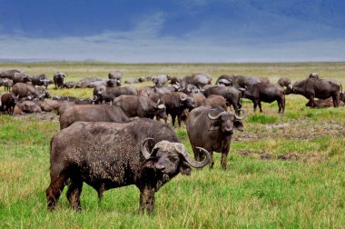 Serengeti Ulusal Parkı 'ndaki antiloplar, Tanzanya