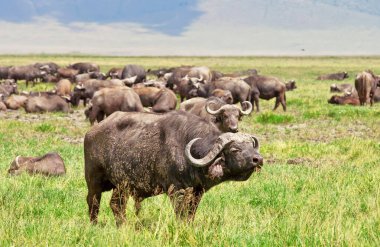 Serengeti Ulusal Parkı 'ndaki antiloplar, Tanzanya