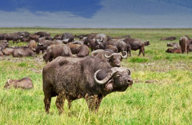 Serengeti Ulusal Parkı 'ndaki antiloplar, Tanzanya