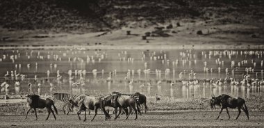 Zebralar ve bir antilop Ngorongoro Krateri 'nde gölün kenarında yürüyorlar, Tanzanya' da, arka planda flamingolar.