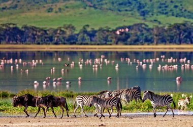 Zebralar ve bir antilop Ngorongoro Krateri 'nde gölün kenarında yürüyorlar, Tanzanya' da, arka planda flamingolar.