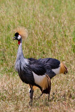 Tanzanya 'daki Ngorongoro Krateri' nde siyah taçlı vinç.