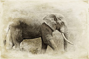 Serengeti Ulusal Parkı, Tanzanya 'da dev bir Afrika fili