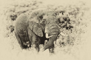 Serengeti Ulusal Parkı, Tanzanya 'da dev bir Afrika fili