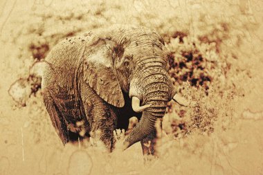 Serengeti Ulusal Parkı, Tanzanya 'da dev bir Afrika fili