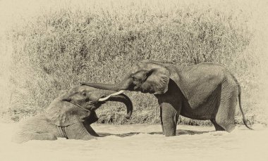 Güney Afrika Kruger Ulusal Parkı 'ndaki Afrika filleri.